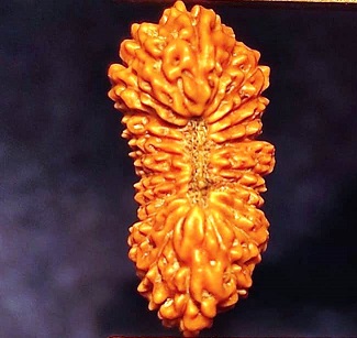 25 mukhi rudraksha java collector